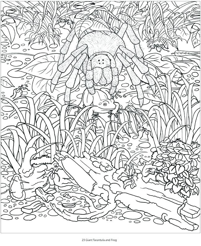Vintage Coloring Pages Amazon Coloring Books Plus Amazon Animals 650x796 Vintage Coloring Pages Amazon Coloring Books Plus Amazon Animals