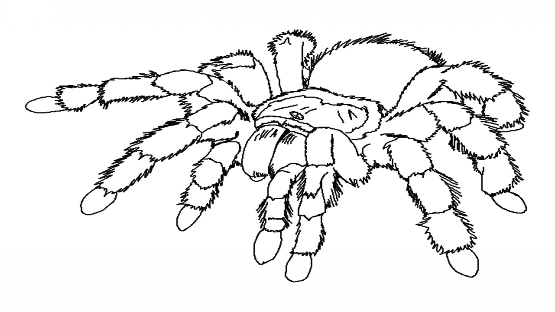 16 Spider Coloring Page Top 78 Spider Coloring Pages Free Gallery 1920x1080 16 Spider Coloring Page Top 78 Spider Coloring Pages Free Gallery