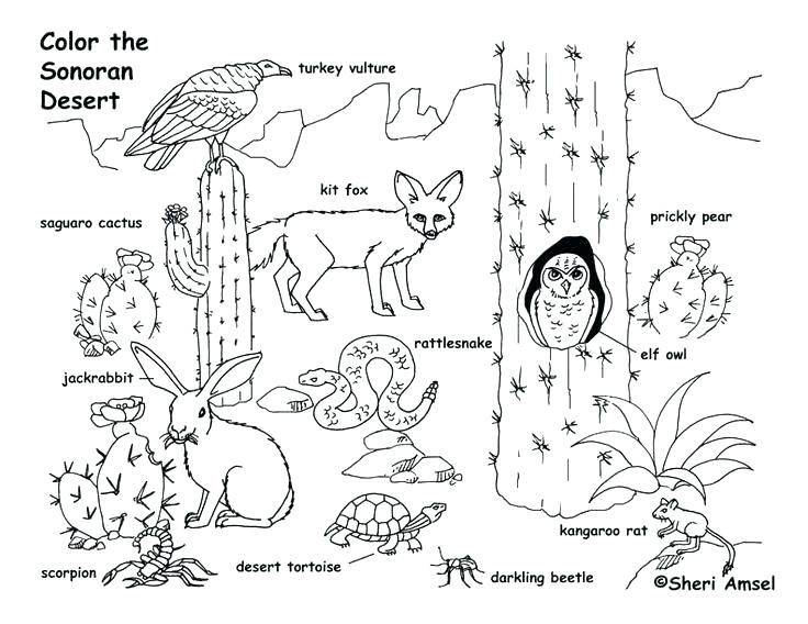 Charlottes Web Coloring Pages Food Web Coloring Worksheet Food 736x568 Charlottes Web Coloring Pages Food Web Coloring Worksheet Food