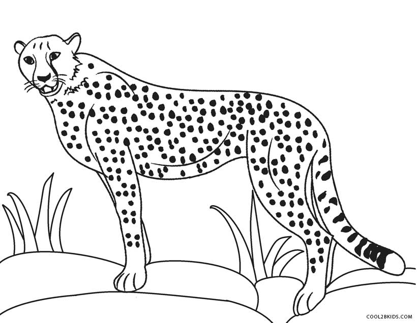 820x636 Cheetah Pictures To Color Printable Cheetah Coloring Pages
