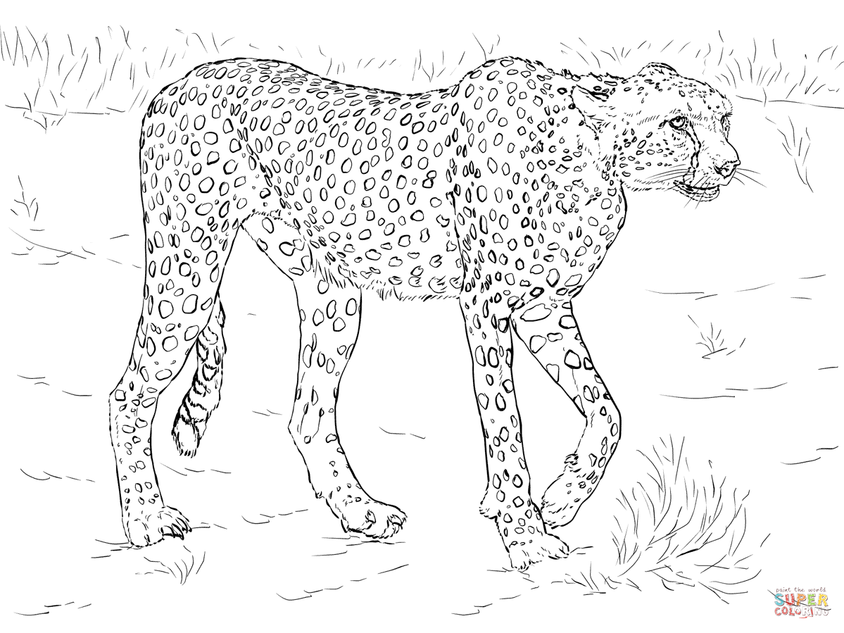 1199x899 Cheetah Coloring Pages Free Coloring Pages Cheetah Color Page