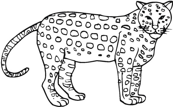 600x370 Awesome Cheetah Coloring Page