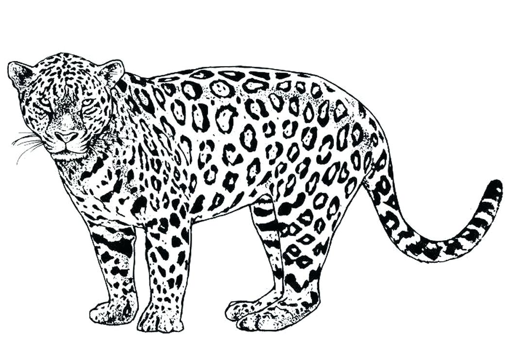 Cheetah Coloring Pages at GetColorings.com | Free printable colorings ...