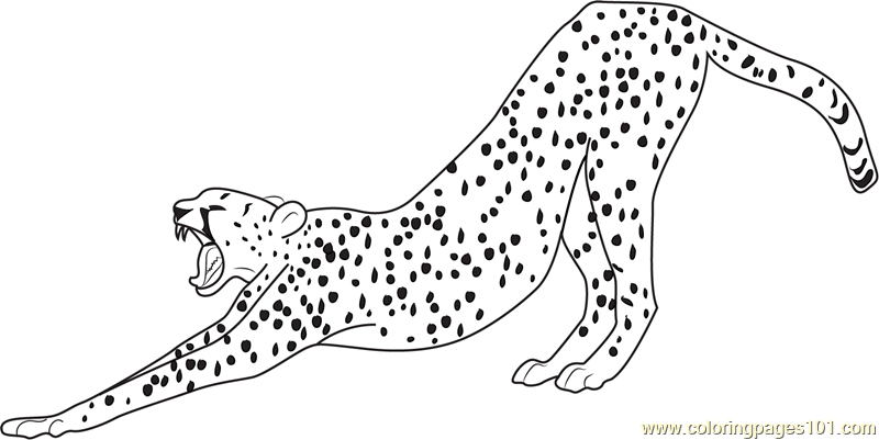 Cheetah Coloring Pages 800x401 Cheetah Coloring Pages