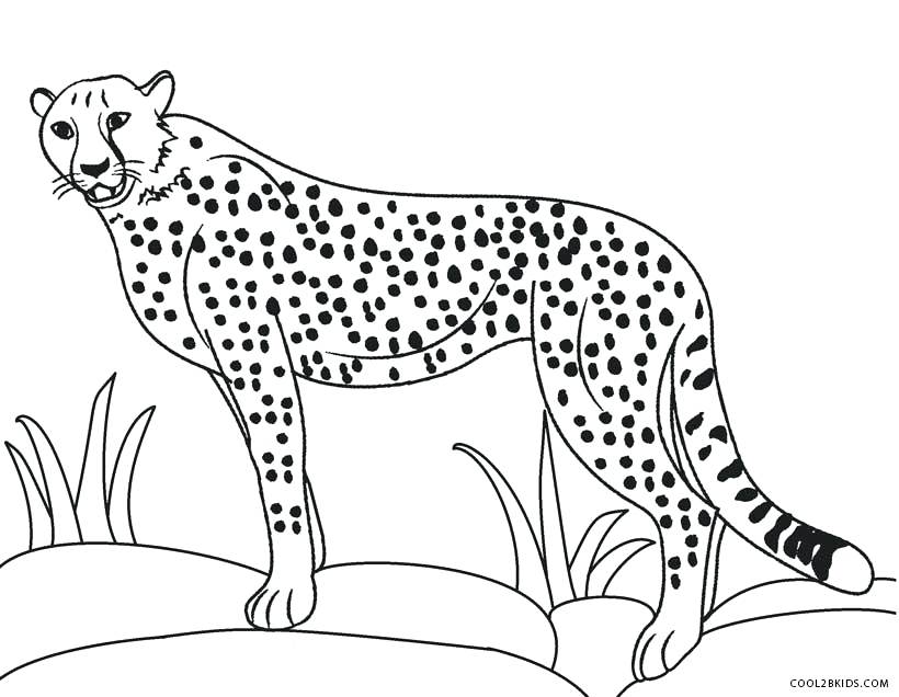 Cheetah Coloring Pages Cheetah Color Page Cheetah Coloring Pages 820x636 Cheetah Coloring Pages Cheetah Color Page Cheetah Coloring Pages