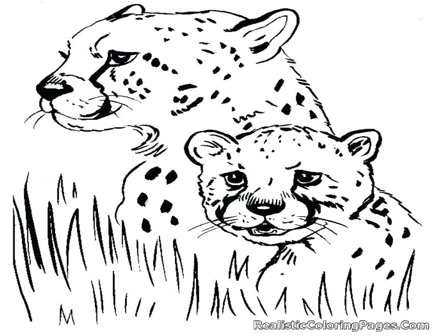 Cheetah Coloring Pages Online Printable Coloring Cheetah Coloring 878x659 Cheetah Coloring Pages Online Printable Coloring Cheetah Coloring