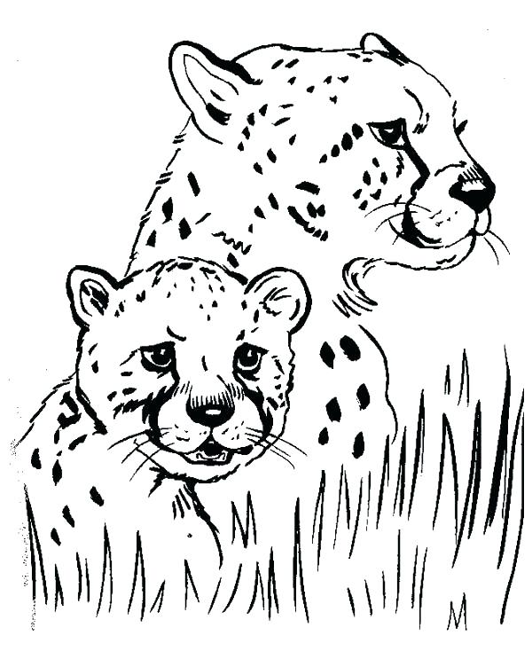 Cheetah Coloring Pages To Print Fresh Cheetah Coloring Pages Image 600x734 Cheetah Coloring Pages To Print Fresh Cheetah Coloring Pages Image