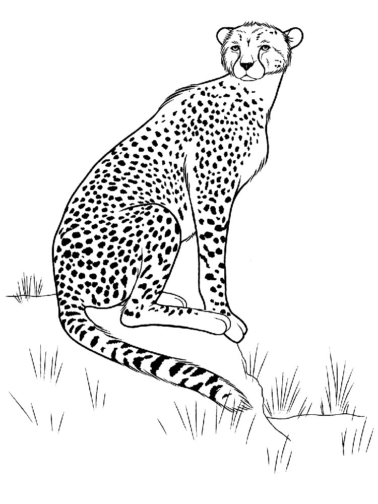 Cheetah Coloring Pages. Download And Print Cheetah Coloring Pages 750x1000 Cheetah Coloring Pages. Download And Print Cheetah Coloring Pages