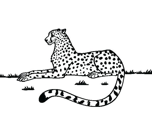 Coloring Pages Cheetah Coloring Pages Cheetah Coloring Pages 600x470 Coloring Pages Cheetah Coloring Pages Cheetah Coloring Pages