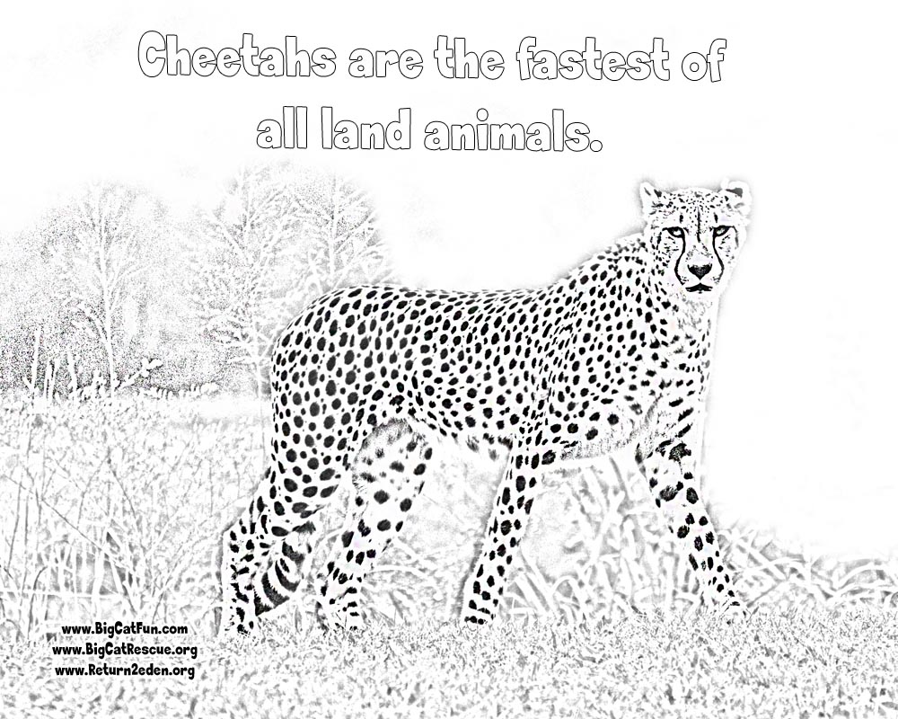 Odd Cheetah Coloring Pages Online Lexilu Pinte 1000x800 Odd Cheetah Coloring Pages Online Lexilu Pinte
