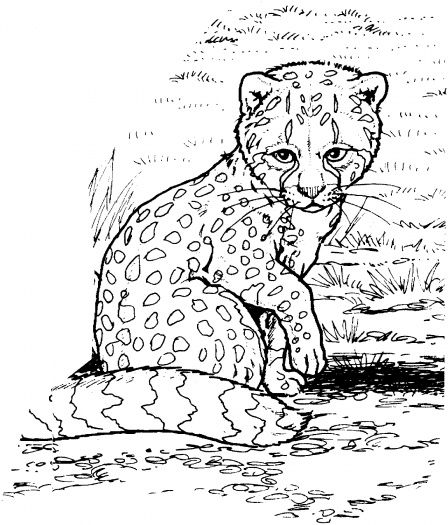 Cheetah Cub Coloring Page Fun For The Kiddos Baby 448x525 Cheetah Cub Coloring Page Fun For The Kiddos Baby