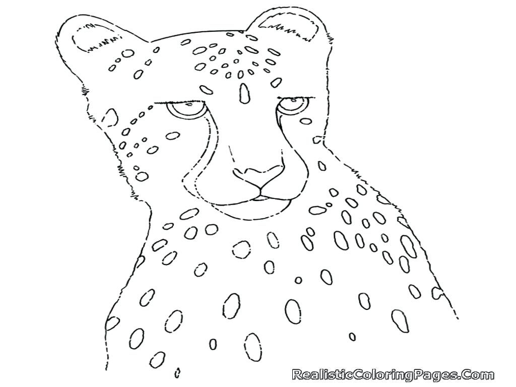 Coloring Pages ~ Cheetah Coloring Page Pages For Adults Only 1024x768 Coloring Pages ~ Cheetah Coloring Page Pages For Adults Only
