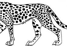 Cheetah Coloring Pages 220x150 Cheetah Coloring Pages