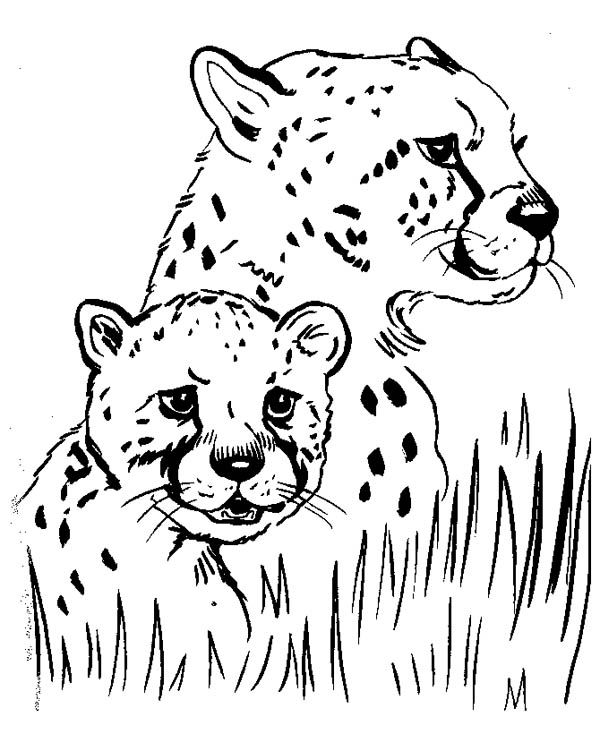 600x734 Cheetah Hide Under The Grass Coloring Page