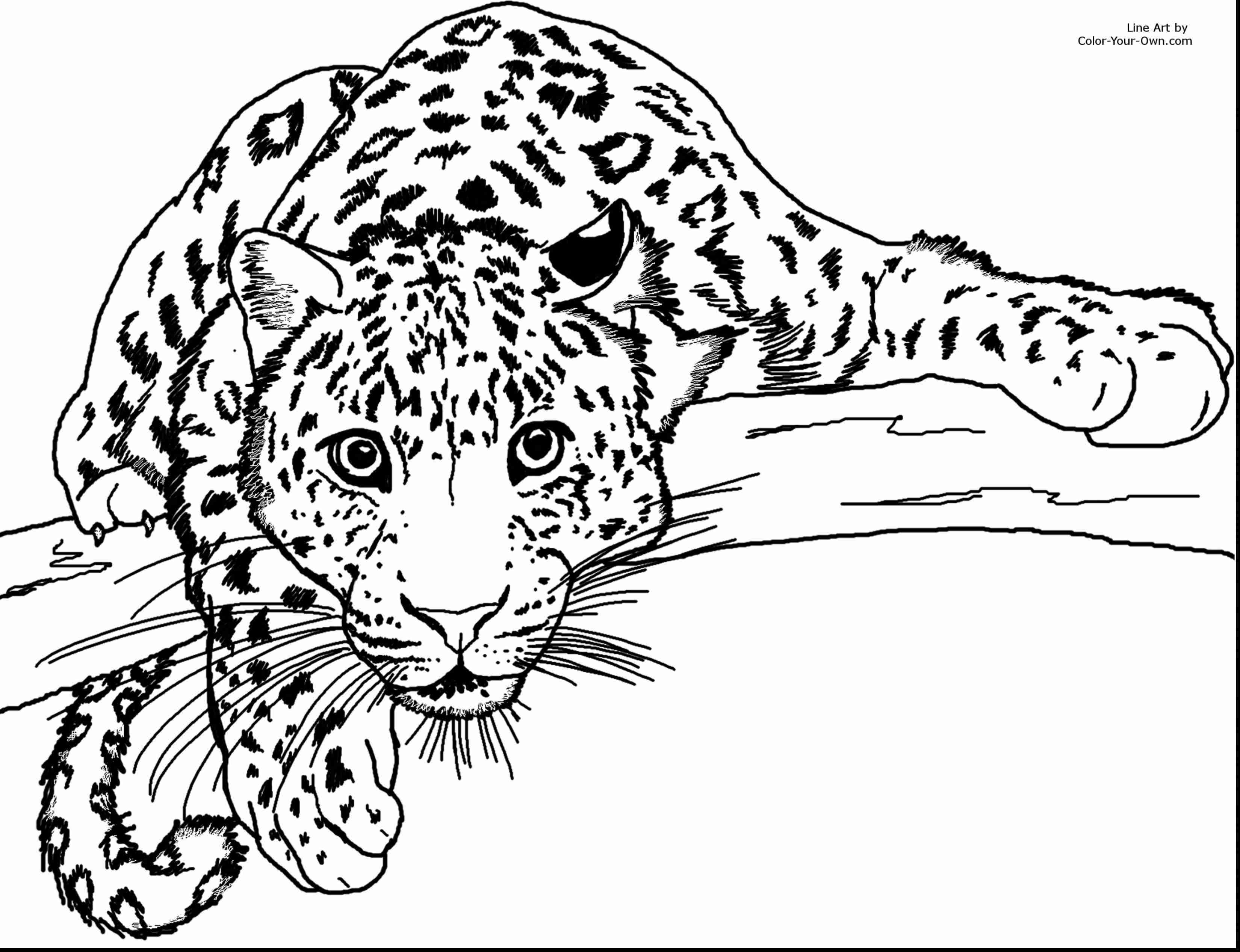 3300x2534 Cheetah Coloring Page 7 21151 Cheetah Color Page Coloring Pages