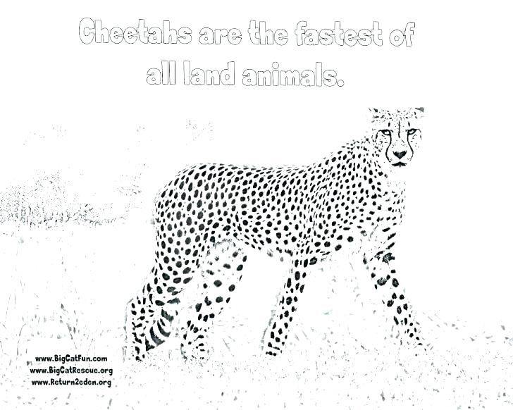 728x582 Cheetah Coloring Pages