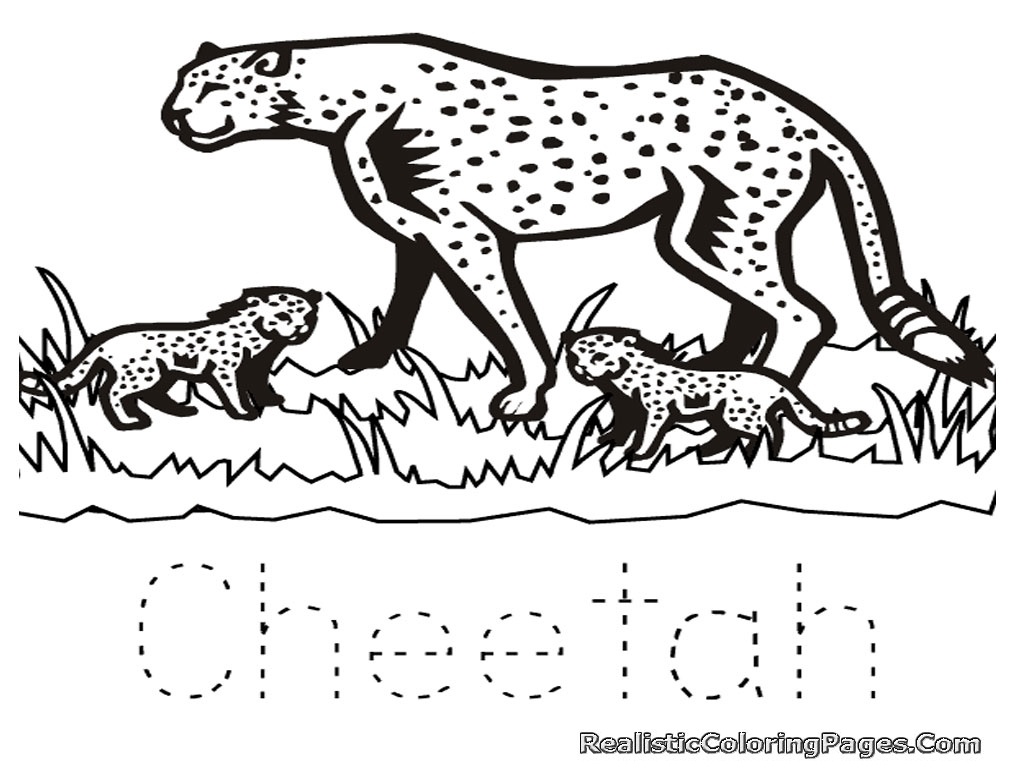 1024x768 Beautiful Cheetah Coloring Pages Free Printable Cheetah Coloring