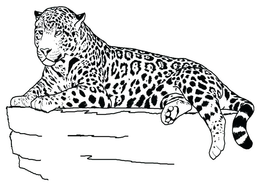 827x609 Cheetah Coloring Page Cheetah Coloring Pages Printable The Ideal