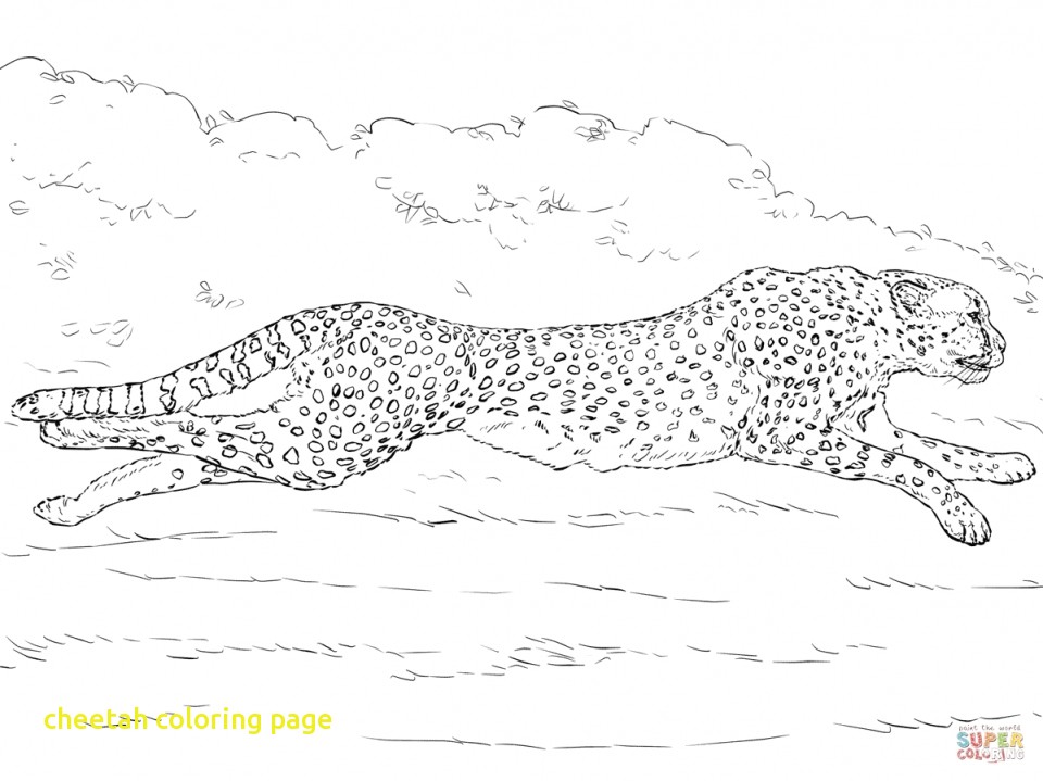 960x719 Cheetah Coloring Page With Drawn Cheetah Coloring Page Pencil