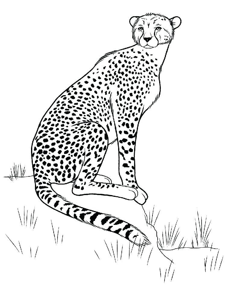 750x1000 Cheetah Coloring Pages Baby Cheetah Coloring Sheets Cheetah