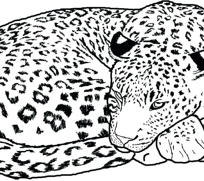 678x600 Coloring Pages Cheetah Coloring Pages Page With Surprising Leopard