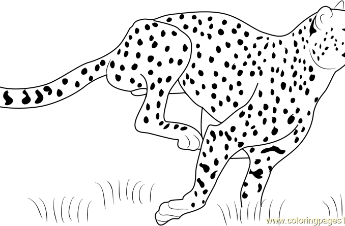 678x445 Cheetah Pictures To Color Free Coloring Page