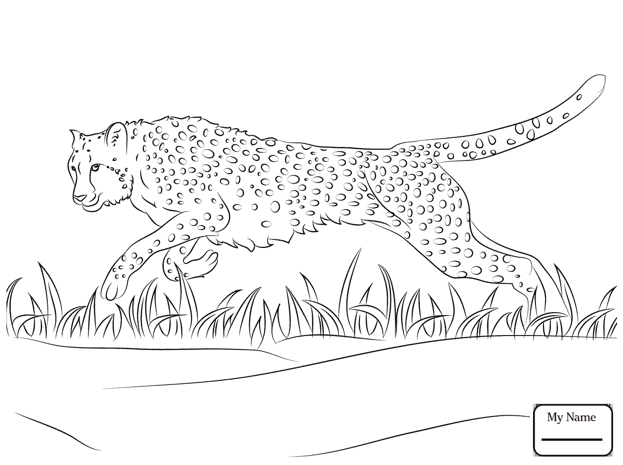 1253x934 Cheetah Running Coloring Pages Download Coloring For Kids 2018