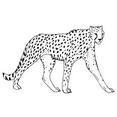 230x230 Cheetah Coloring Pages Cheetah Coloring Page Kyle's Animal