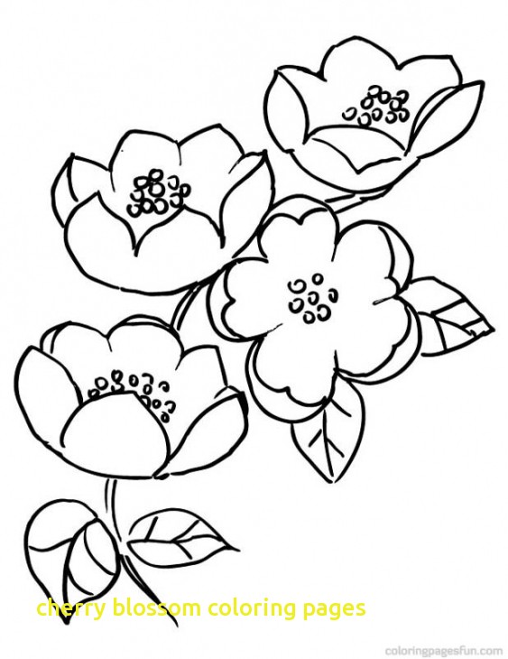 563x730 Cherry Blossom Coloring Pages With Cherry Blossom Coloring Pages