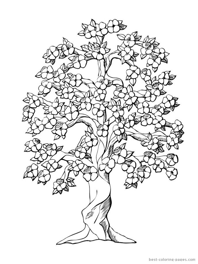 688x917 Cherry Blossom Coloring Pages New Japanese Cherry Blossom Tree