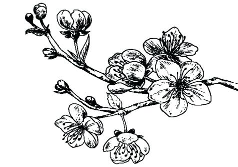 Cherry Blossom Tree Coloring Page Coloring Pages For Kids Cars 476x333 Cherry Blossom Tree Coloring Page Coloring Pages For Kids Cars