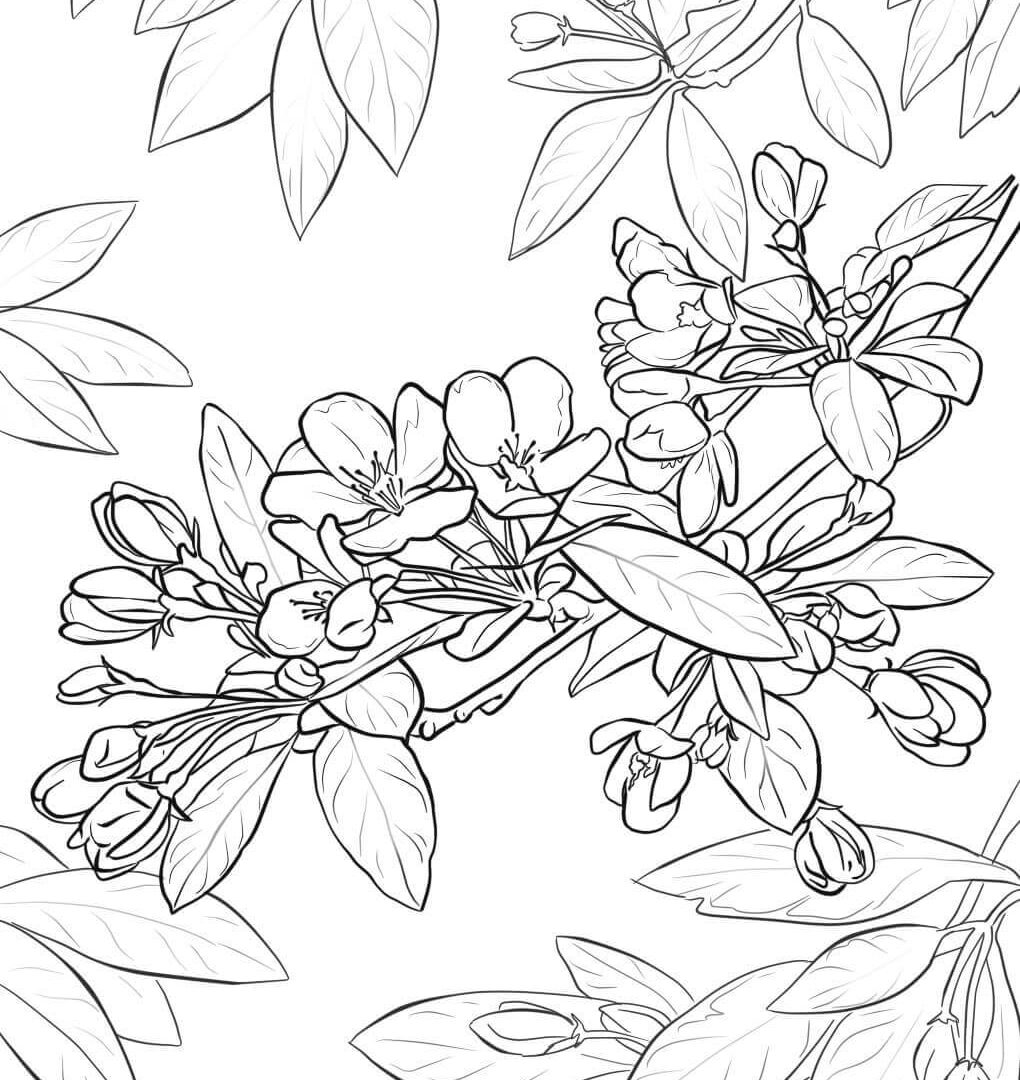 Coloring For Kids Fearsome Pages Blossom Hibiscus Flower Page 1020x1080 Coloring For Kids Fearsome Pages Blossom Hibiscus Flower Page