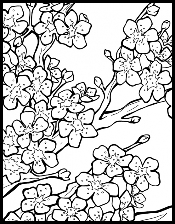 Free Cherry Blossom Coloring Page To Print Out Fun Coloring 569x730 Free Cherry Blossom Coloring Page To Print Out Fun Coloring