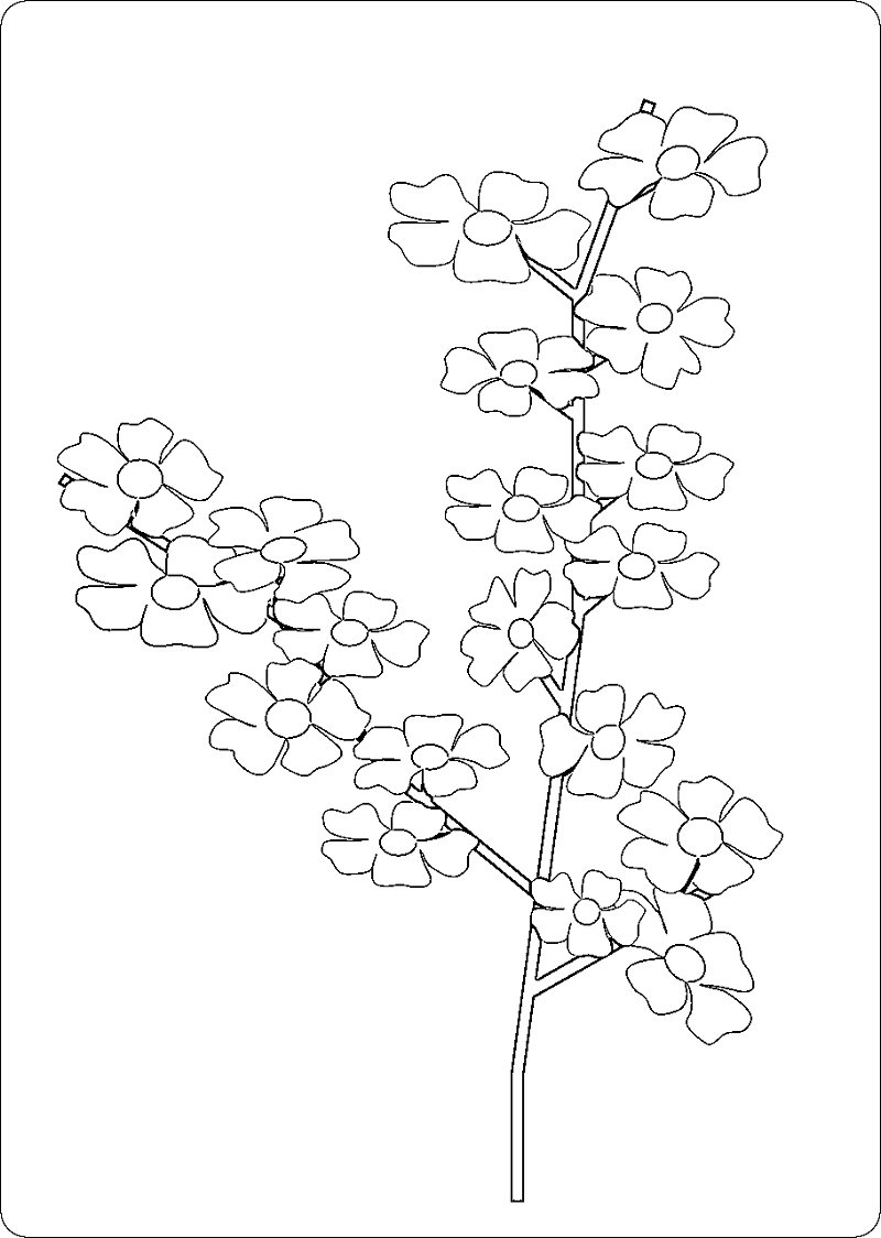 New Cherry Blossom Coloring Page Design Printable Coloring Sheet 800x1124 New Cherry Blossom Coloring Page Design Printable Coloring Sheet