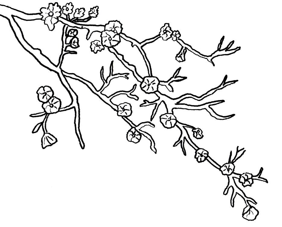 934x751 Cherry Blossom Coloring Pages Cherry Blossom Coloring Pages Cherry