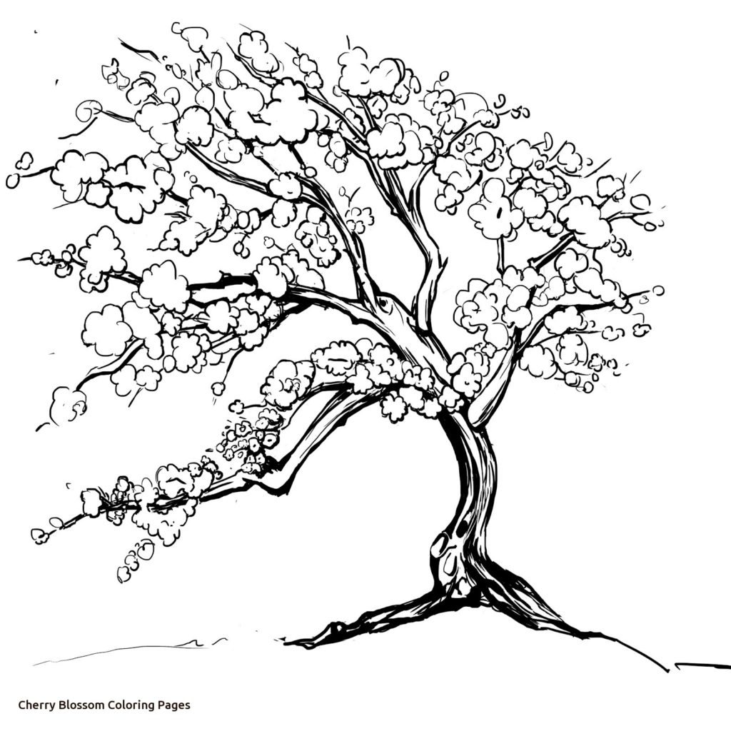 1024x1024 Cherry Blossom Coloring Page New Design Printable Sheet Best