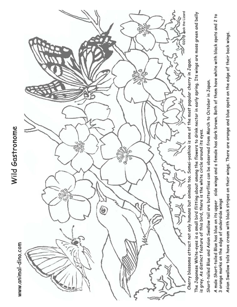 757x980 Cherry Blossom Coloring Pages