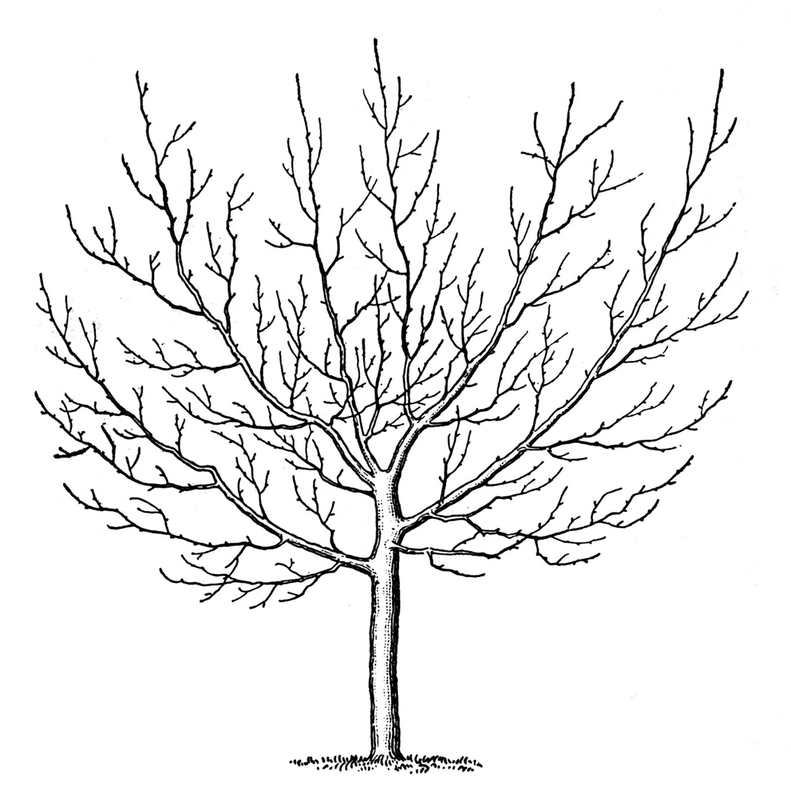 Strong Winter Tree Coloring Page Unusual Growt 1599x1600 Strong Winter Tree Coloring Page Unusual Growt