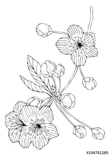 Cherry Blossom Coloring Page Cherry Blossoms Hand Drawn Picture 354x500 Cherry Blossom Coloring Page Cherry Blossoms Hand Drawn Picture