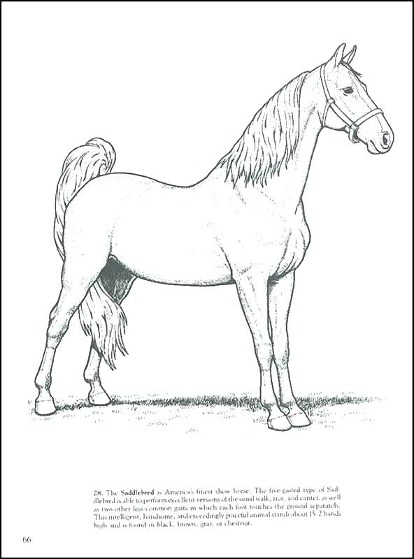 592x800 Free Printable Horse Coloring Pages For Kids Flying Horse Coloring