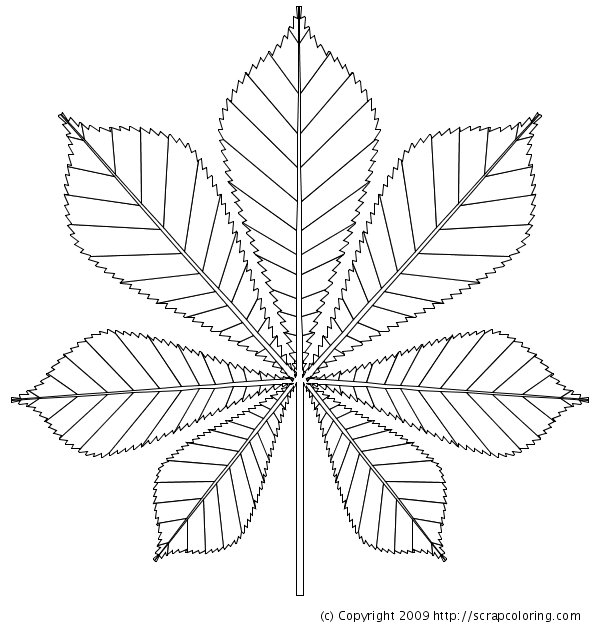600x630 Horse Chestnut Leaf Coloring Page
