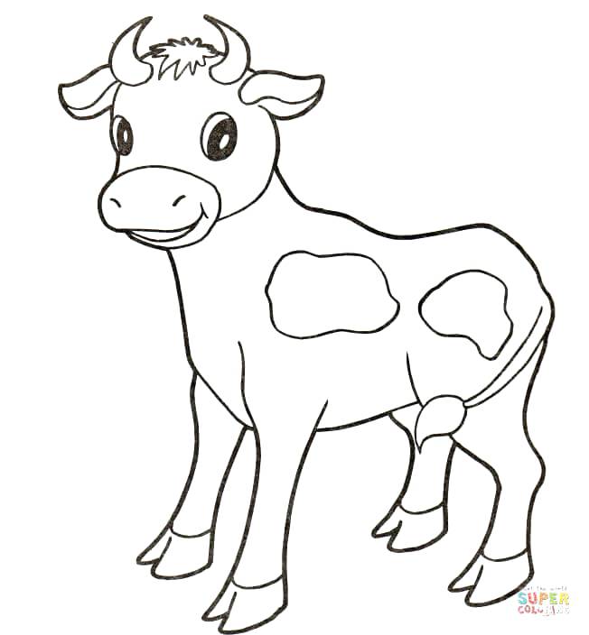 Colorear Chicago Bulls Baby Cow Coloring Page Free Printable 652x704 Colorear Chicago Bulls Baby Cow Coloring Page Free Printable
