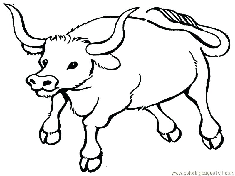 Bull Coloring Pages Printable Coloring Pages Of Bulls Bull 800x600 Bull Coloring Pages Printable Coloring Pages Of Bulls Bull