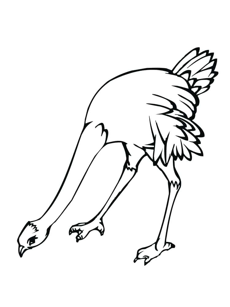 750x1000 Chickadee Coloring Page Ostrich Birds Coloring Pages 9 Carolina