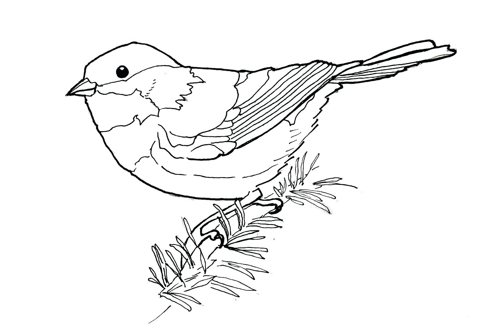 1600x1098 Coloring Pages For Kids Free How To Draw A Bird Step By Easy
