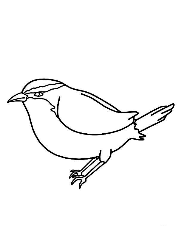 600x776 Kids Drawing Of Chickadee Coloring Page