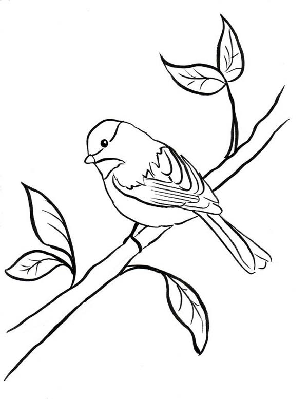Chickadee Coloring Page at GetColorings.com | Free printable colorings ...