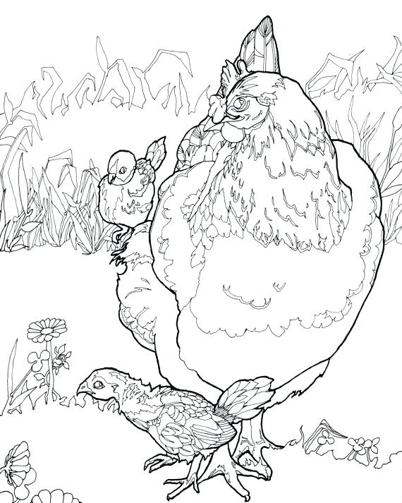 Chicken Coloring Pages at GetColorings.com | Free printable colorings ...