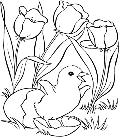 Flower And Chicken Spring Day Coloring Pages Coloring Pages Kids 500x576 Flower And Chicken Spring Day Coloring Pages Coloring Pages Kids