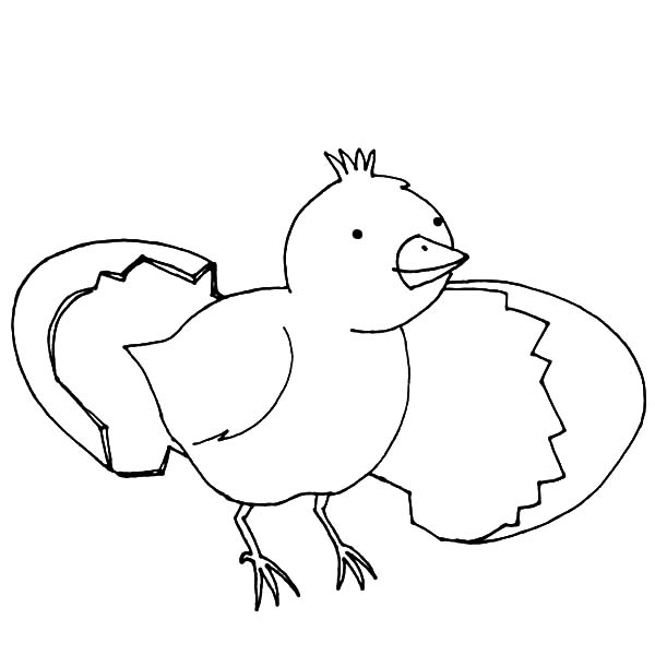 Hatching Chick Coloring Pages For Kids Best Place To Color 600x600 Hatching Chick Coloring Pages For Kids Best Place To Color